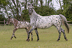 Knabstrup Horses