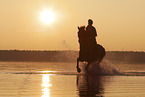 woman rides knabstrup horse
