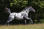 knabstrup horse in summer