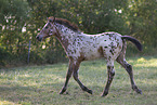 knabstrup horse foal