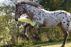 knabstrup horse foal