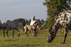 knabstrup horses