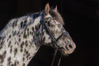 knabstrup horse portrait