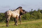 knabstrup horse foals