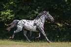 knabstrup horse in summer