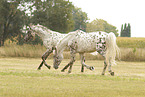 knabstrup stallions