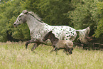 knabstrup horses