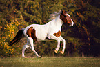 Lewitzer Pony