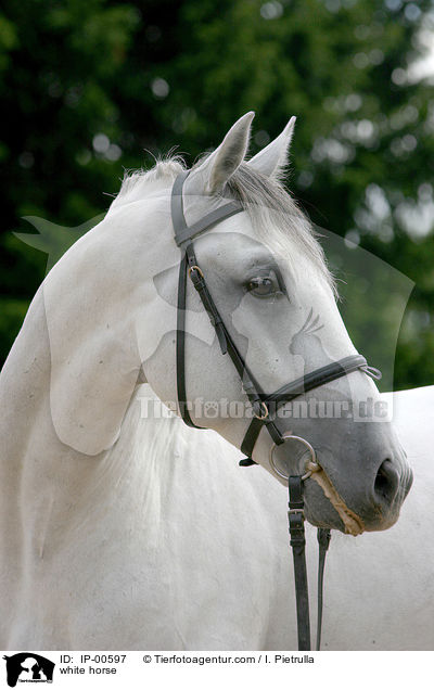white horse / IP-00597