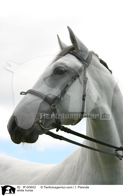 white horse / IP-00602