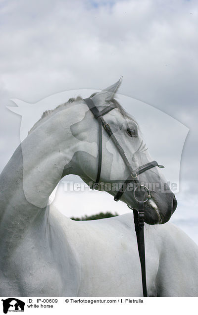white horse / IP-00609
