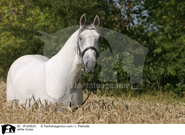 white horse / IP-00625