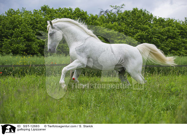 galloping Lipizzaner / SST-12683