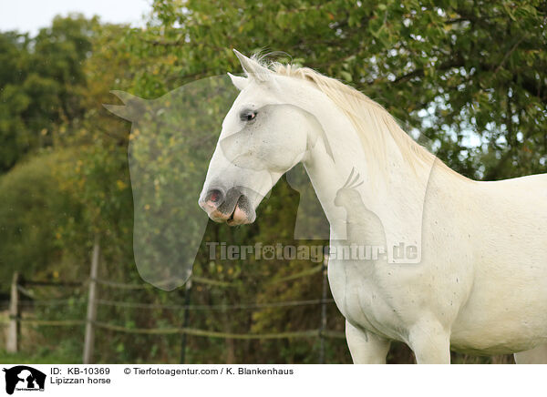 Lipizzan horse / KB-10369
