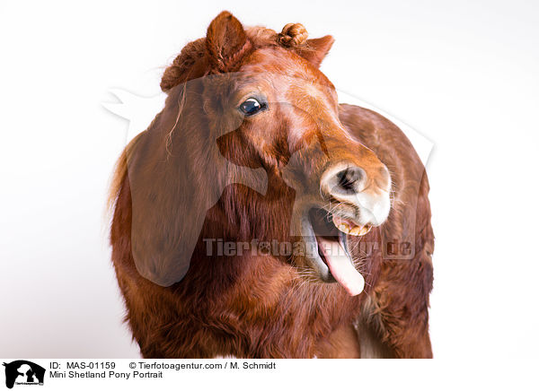 Mini Shetland Pony Portrait / MAS-01159