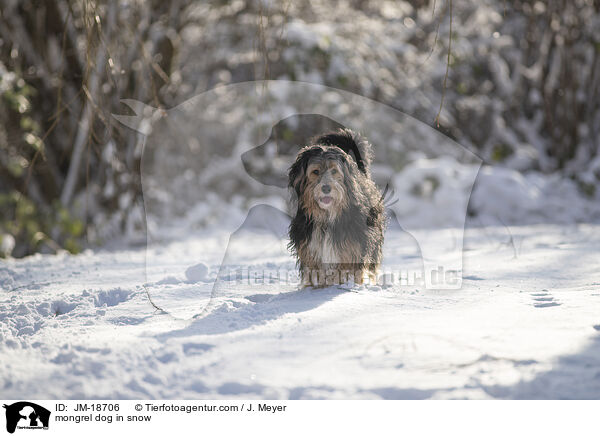 Mischling im Schnee / mongrel dog in snow / JM-18706
