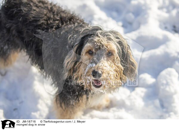 Mischling im Schnee / mongrel dog in snow / JM-18716