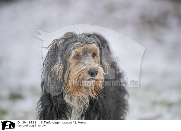Mischling im Schnee / mongrel dog in snow / JM-18721
