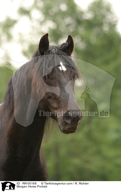 Morgan Horse Portrait / RR-00168