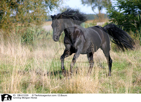 running Morgan Horse / DB-01229