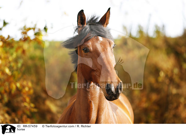 horse / RR-57459