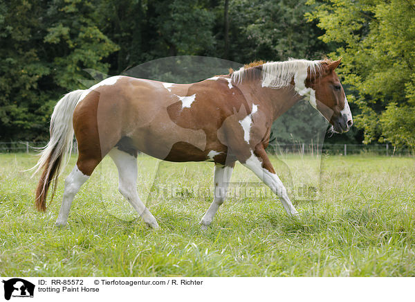 trotting Paint Horse / RR-85572
