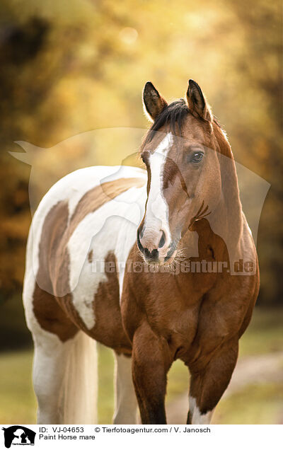 Paint Horse mare / VJ-04653