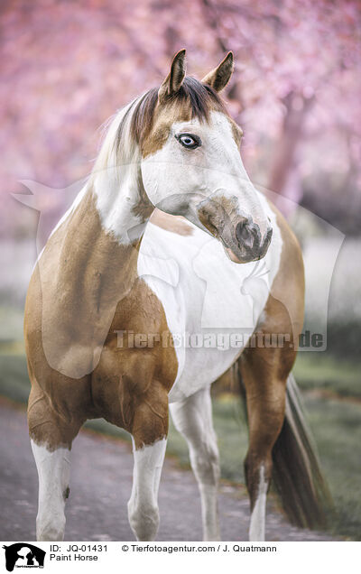 Paint Horse / JQ-01431