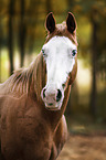 Paint Horse portrait