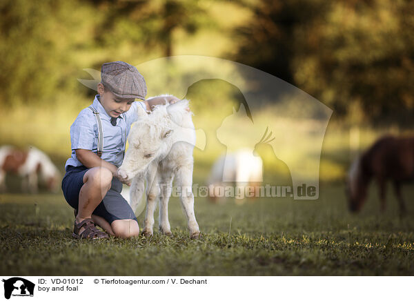 boy and foal / VD-01012