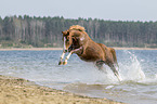 galloping Pony