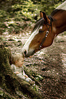 child and pony