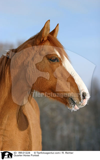 Quarter Horse Portrait / RR-01228