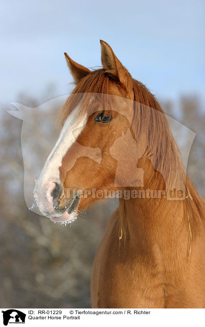 Quarter Horse Portrait / RR-01229