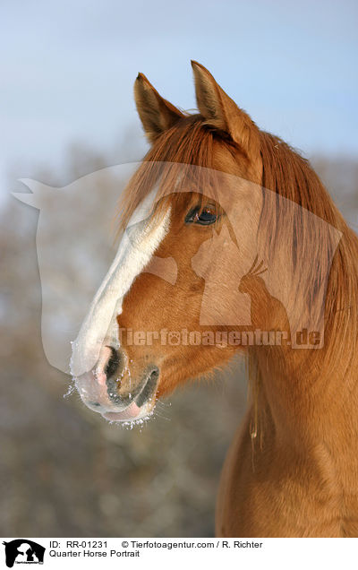 Quarter Horse Portrait / RR-01231