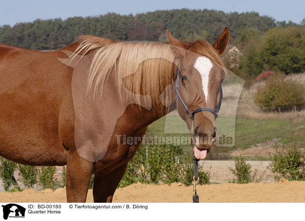 Quarter Horse / BD-00160