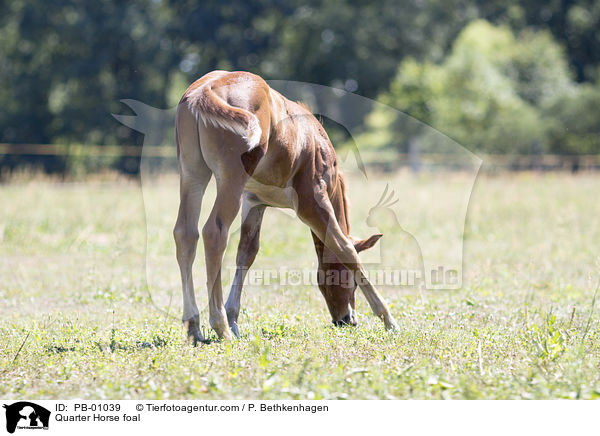 Quarter Horse foal / PB-01039