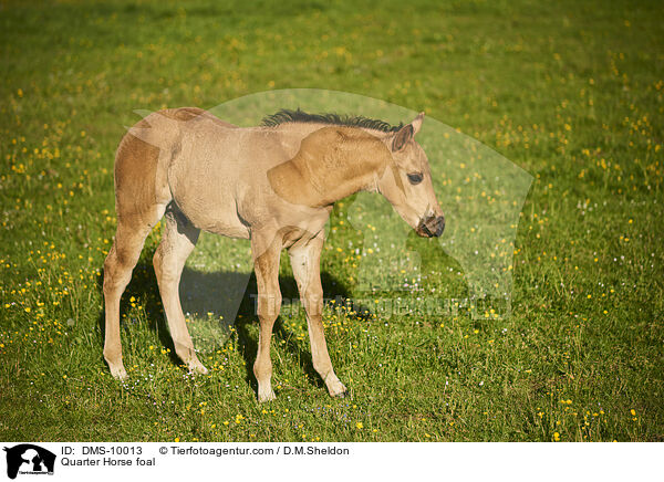 Quarter Horse foal / DMS-10013