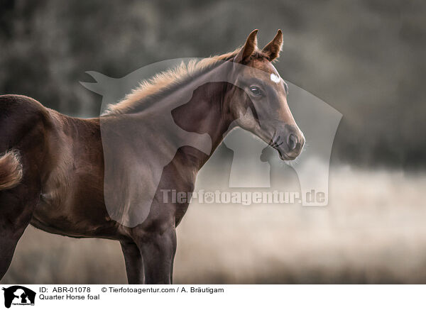 Quarter Horse foal / ABR-01078