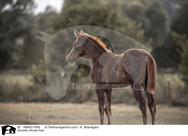 Quarter Horse foal / ABR-01080