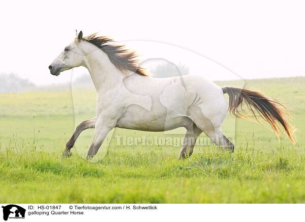 galloping Quarter Horse / HS-01847