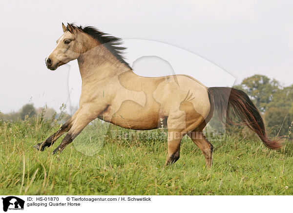 galloping Quarter Horse / HS-01870