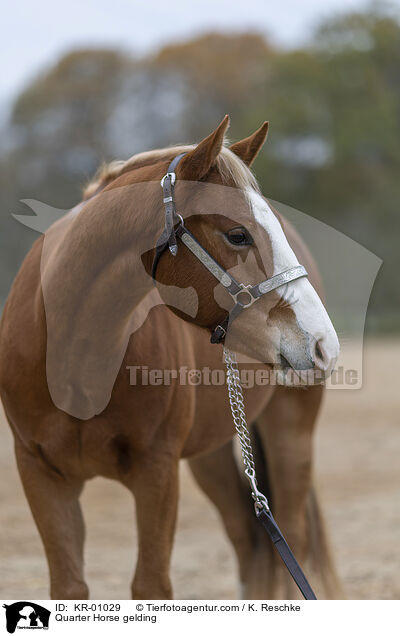 Quarter Horse gelding / KR-01029