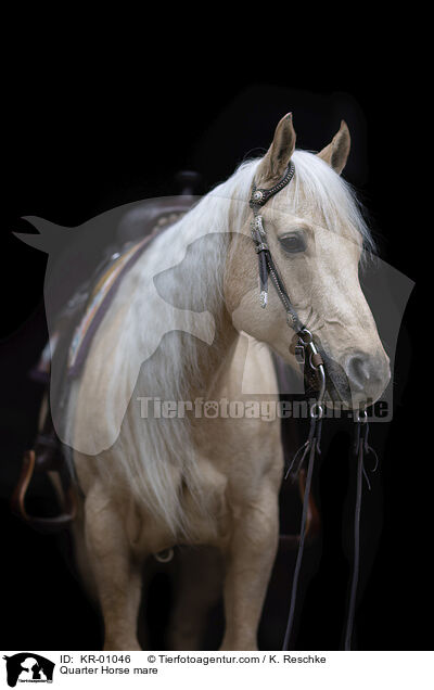 Quarter Horse mare / KR-01046