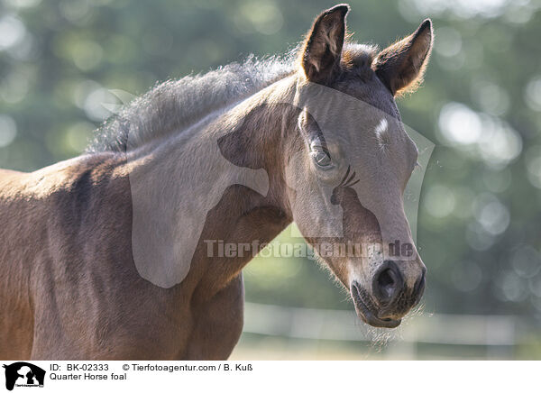 Quarter Horse foal / BK-02333