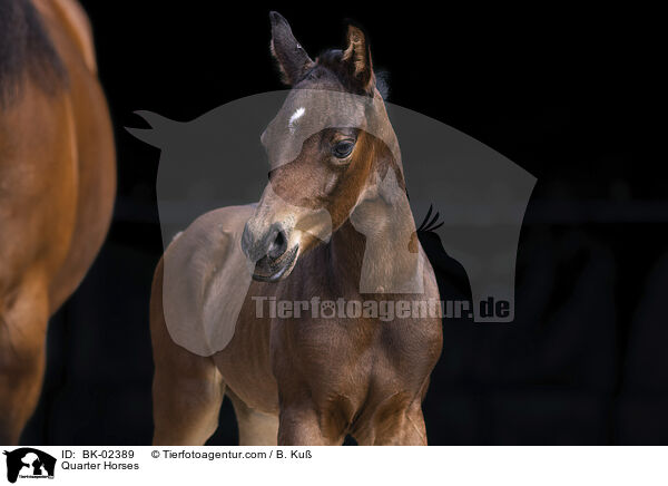 Quarter Horses / BK-02389