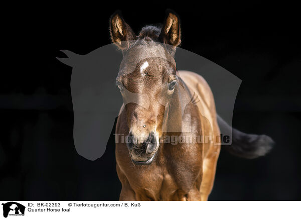 Quarter Horse foal / BK-02393