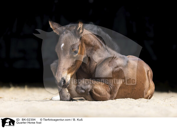 Quarter Horse foal / BK-02394