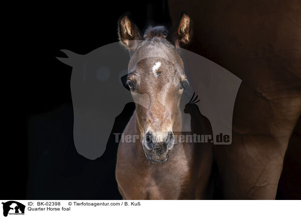 Quarter Horse foal / BK-02398