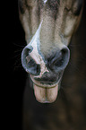 Quarter Horse tongue